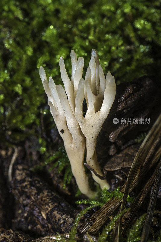 Tremellodendropsis tuberosa，俗称灰珊瑚，是tremellodendropsida科珊瑚真菌的一种。阿姆斯特朗红木国家自然保护区是加利福尼亚州的一个国家公园